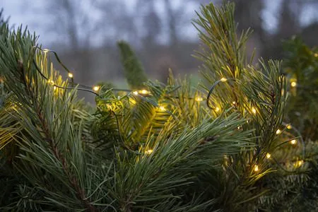 LED-ljusslinga Jul Dew Drop Micro 7 m 96 ljus Varmvit Batteridriven - Grön - Belysning - Dekorationsbelysning - Dekorationsbelysning utomhus - Ljusslinga utomhus