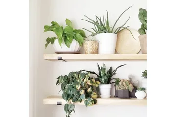 Wayte Vägghylla 60 cm - Svart/Ek - Förvaring - Hylla - Vägghylla