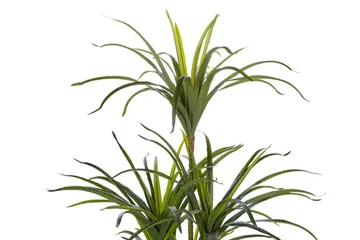 Berden Konstgjord Krukväxt 147 cm Dracaena anita - Grön - Inredning - Dekoration & inredningsdetaljer - Konstväxt & plastblommor