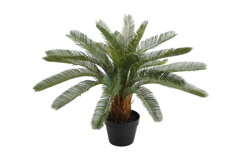 Grön växt CYCAS H70cm svart kruka