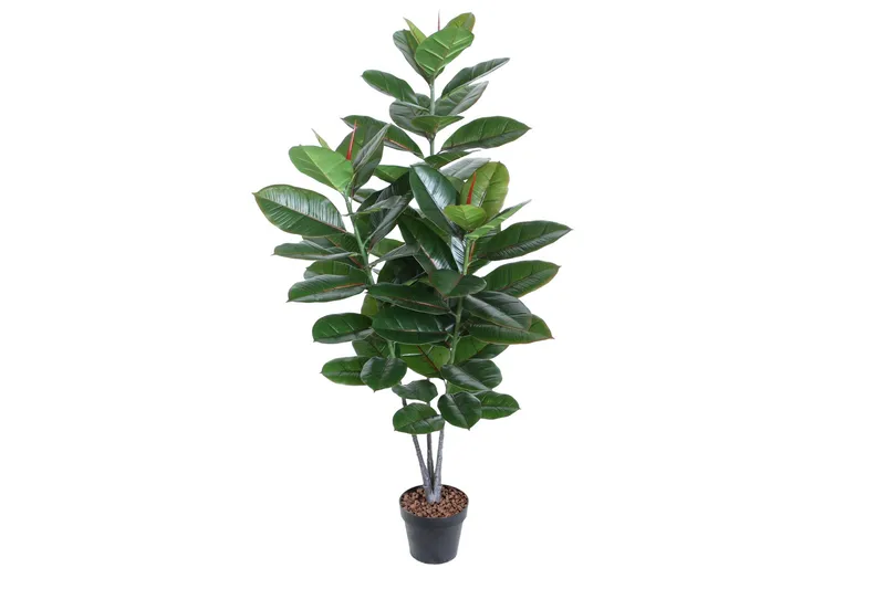 Grön Växt Rubberplant H130 cm 3 Grenar