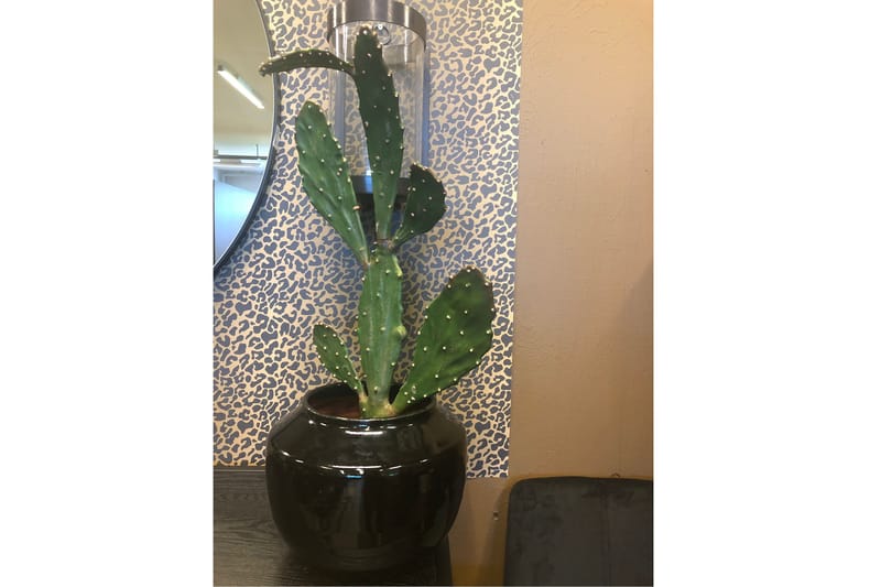 Konstgjord Växt Moganas Kaktus - Grön - Konstväxt & plastblommor - Blomsterdekoration