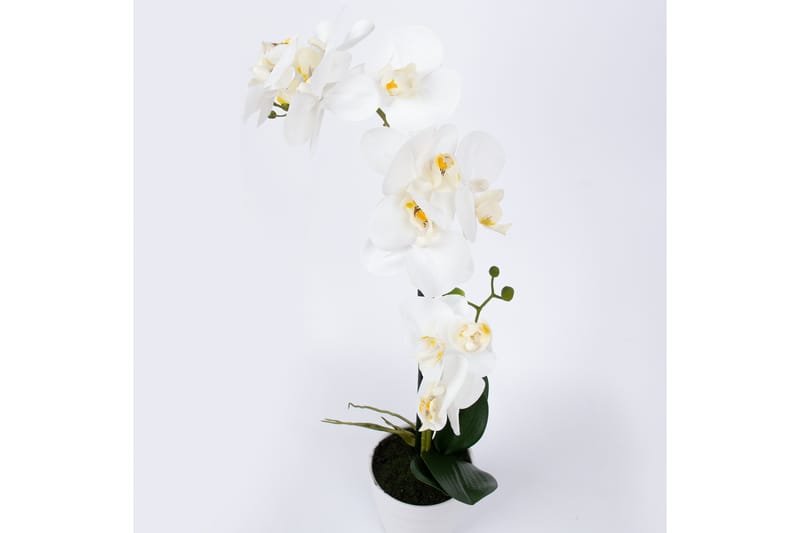Vit Orkidea 51 cm på Vit Kruka - Konstväxt & plastblommor - Blomsterdekoration