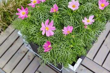 PLUS Cubic Blomlådor med Hjul 120x45 cm - Svart - Inredning - Dekoration & inredningsdetaljer - Krukor & ytterkrukor - Utomhuskruka