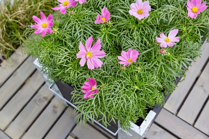 PLUS Cubic Blomlådor med Hjul 120x45 cm - Svart - Inredning - Dekoration & inredningsdetaljer - Krukor & ytterkrukor - Utomhuskruka