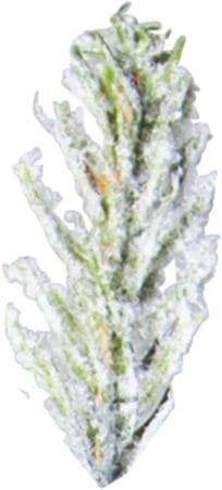 Konstgjord Julgran Uppsala Snö 210 cm - Vit / Grön - Inredning - Dekoration & inredningsdetaljer - Julpynt & juldekoration - Plastgran
