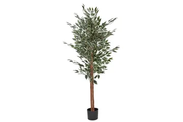 Konstgjord växt Ficus - Inredning - Dekoration & inredningsdetaljer - Prydnadssaker - Blomsterdekoration