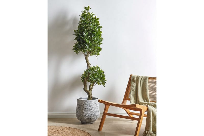 Konstgjord växt Laurele - Inredning - Dekoration & inredningsdetaljer - Prydnadssaker - Blomsterdekoration