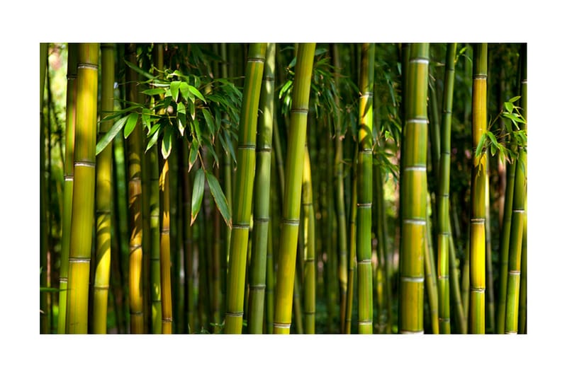 Fototapet Asiatisk Bambuskog 450x270 - Artgeist sp. z o. o. - Tapeter vardagsrum - Fototapet - Kökstapeter - Tapeter sovrum & sovrumstapet