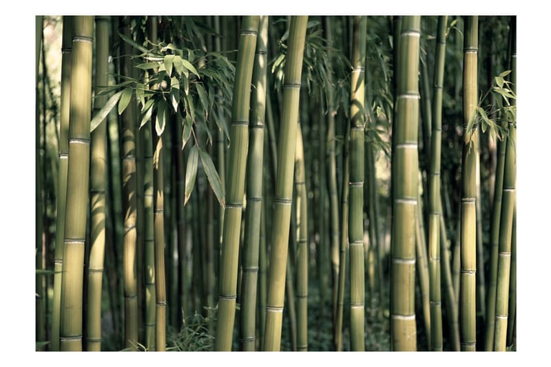 Fototapet Bamboo Exotic 150x105 - Artgeist sp. z o. o. - Tapeter vardagsrum - Fototapet - Kökstapeter - Tapeter sovrum & sovrumstapet