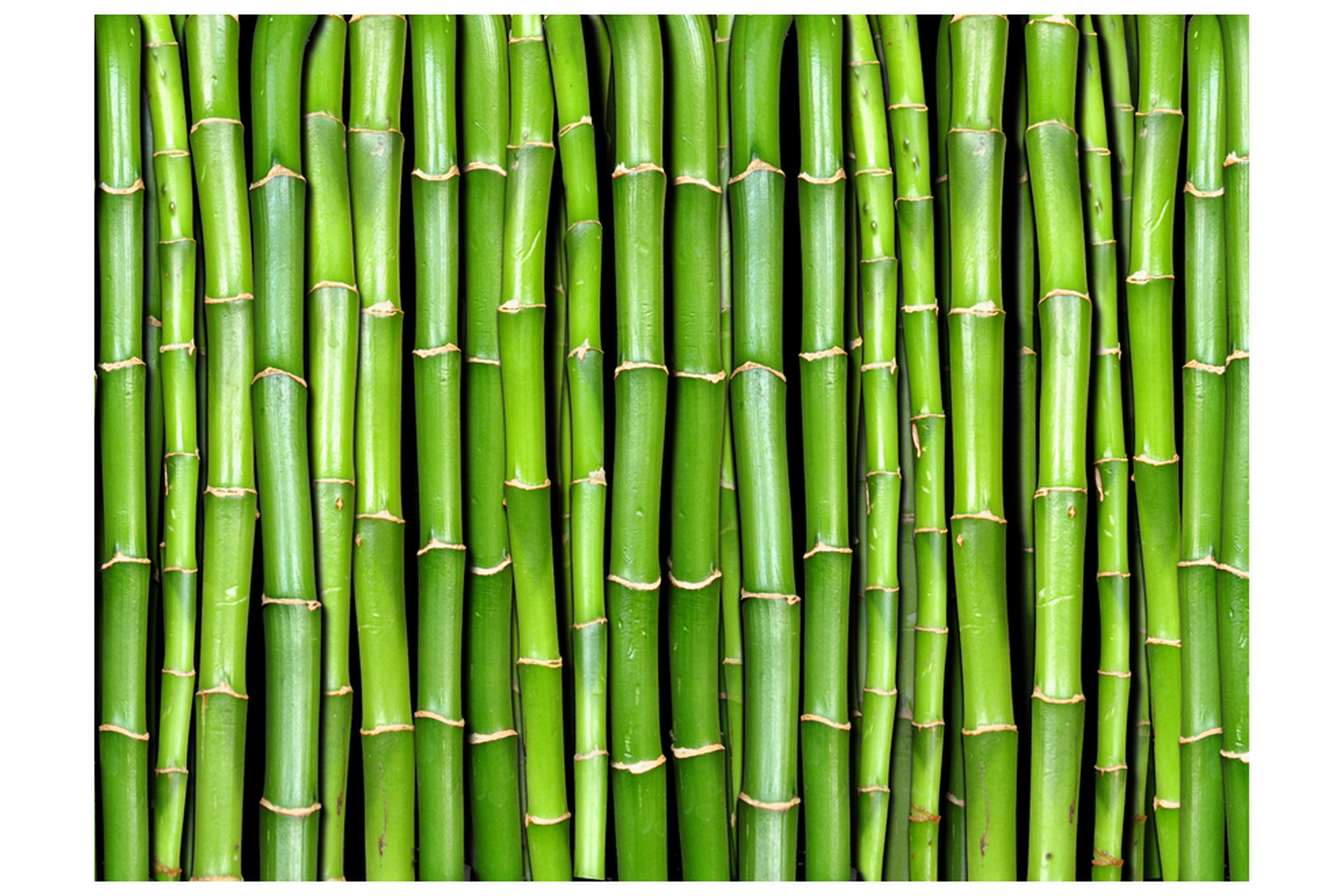 Fototapet Bamboo Wall 400x309 - Artgeist sp. z o. o.