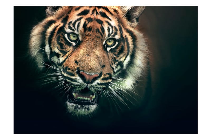 Fototapet Bengal Tiger 300x231 - Artgeist sp. z o. o. - Tapeter vardagsrum - Fototapet - Kökstapeter - Tapeter sovrum & sovrumstapet