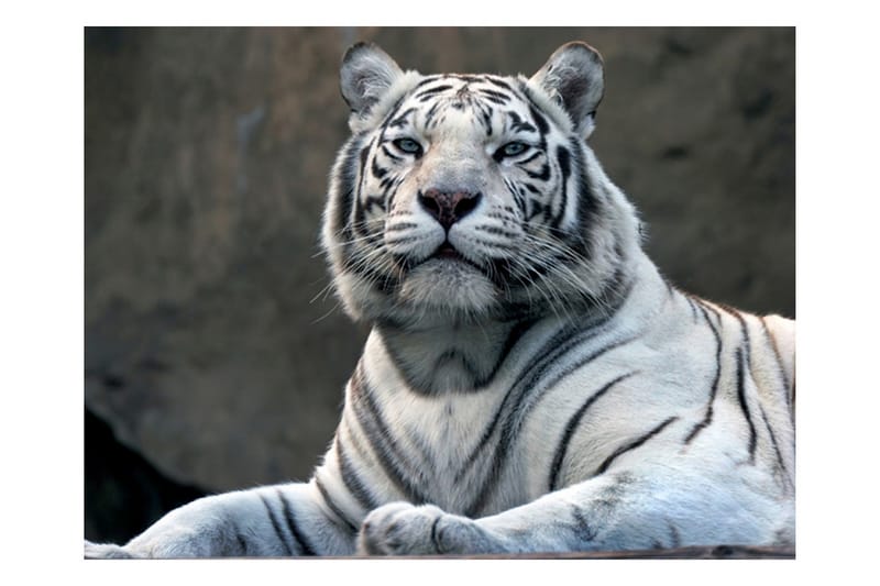 Fototapet Bengali Tiger Zoo 300x231 - Artgeist sp. z o. o. - Tapeter vardagsrum - Fototapet - Kökstapeter - Tapeter sovrum & sovrumstapet