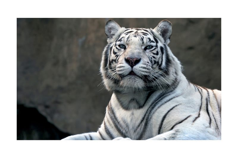Fototapet Bengali Tiger Zoo 450x270 - Artgeist sp. z o. o. - Tapeter vardagsrum - Tapeter sovrum & sovrumstapet - Kökstapeter - Fototapet