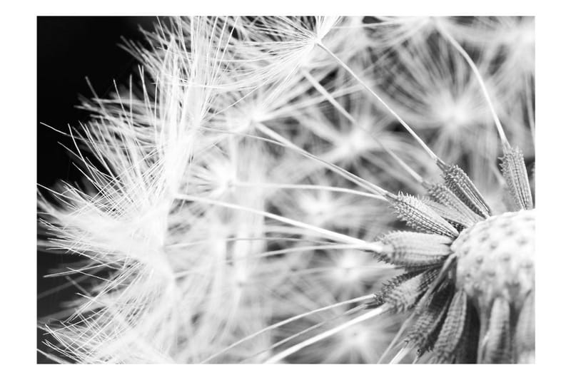 Fototapet Black And White Dandelion 100x70 - Artgeist sp. z o. o. - Tapeter vardagsrum - Fototapet - Kökstapeter - Tapeter sovrum & sovrumstapet