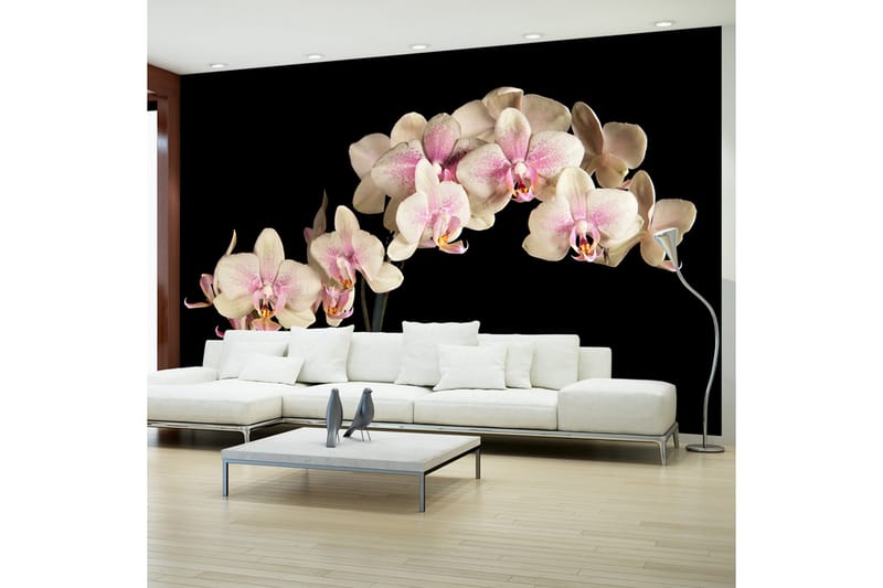 Fototapet Blooming Orchid 450x270 - Artgeist sp. z o. o. - Tapeter vardagsrum - Fototapet - Kökstapeter - Tapeter sovrum & sovrumstapet