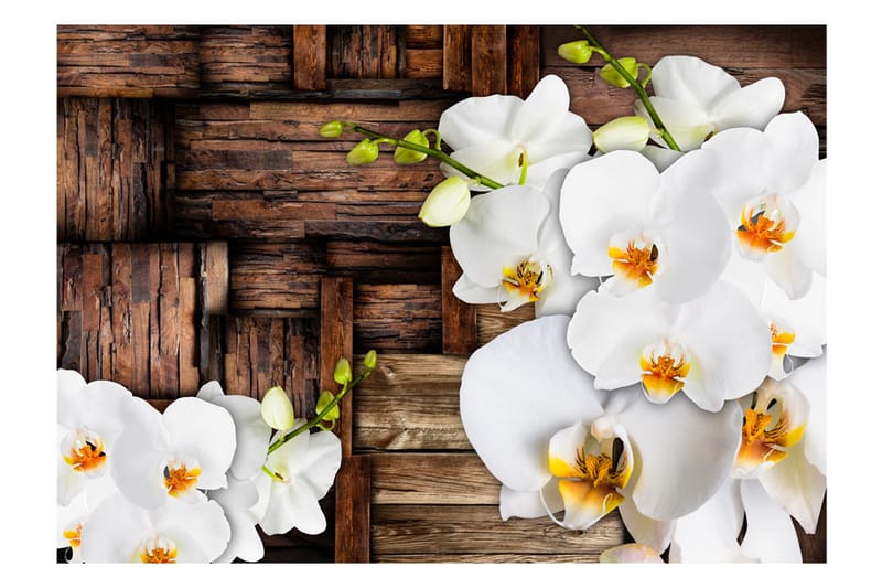 Fototapet Blooming Orchids 150x105 - Artgeist sp. z o. o. - Tapeter vardagsrum - Fototapet - Kökstapeter - Tapeter sovrum & sovrumstapet