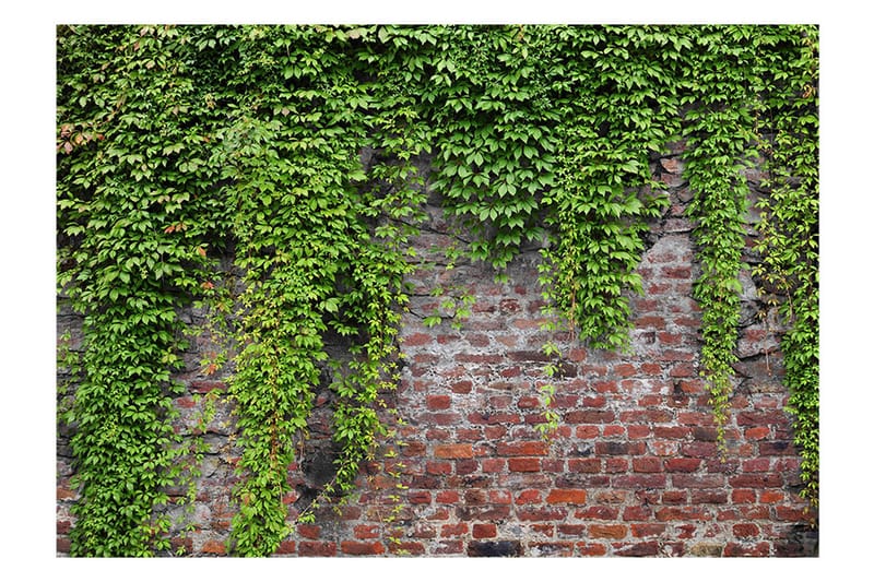 Fototapet Brick And Ivy 250x175 - Artgeist sp. z o. o. - Tapeter vardagsrum - Fototapet - Kökstapeter - Tapeter sovrum & sovrumstapet