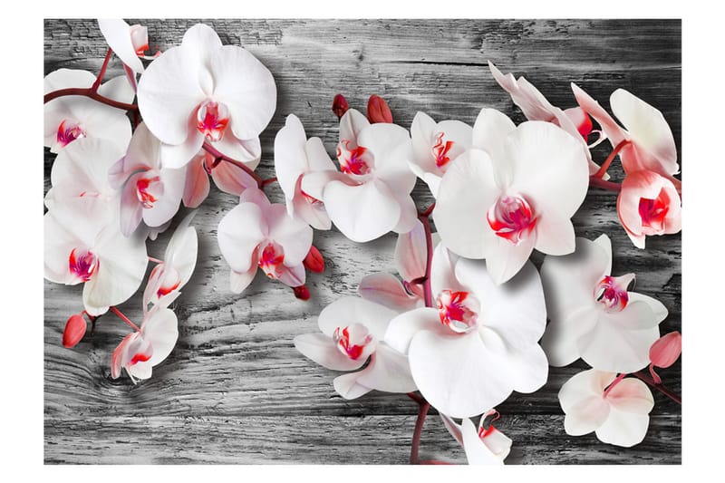 Fototapet Callous Orchids 300x210 - Artgeist sp. z o. o. - Tapeter vardagsrum - Fototapet - Kökstapeter - Tapeter sovrum & sovrumstapet