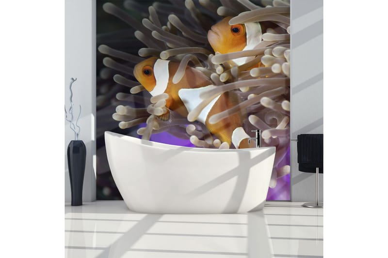 Fototapet Clownfish 300x231 - Artgeist sp. z o. o. - Tapeter vardagsrum - Fototapet - Kökstapeter - Tapeter sovrum & sovrumstapet
