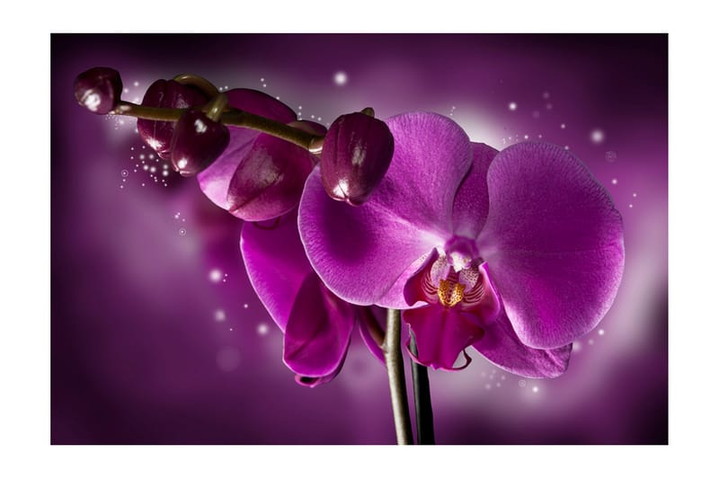 Fototapet Fairy Tale And Orchid 450x270 - Artgeist sp. z o. o. - Tapeter vardagsrum - Fototapet - Kökstapeter - Tapeter sovrum & sovrumstapet