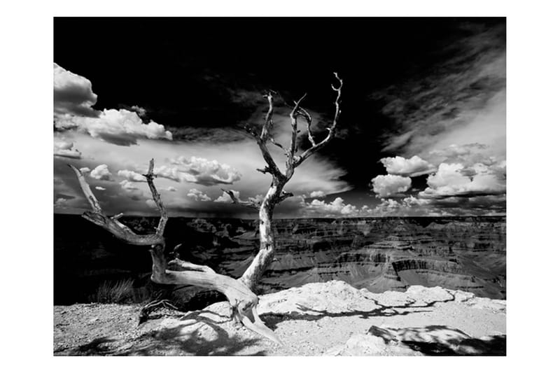 Fototapet Grand Canyon Träd 300x231 - Artgeist sp. z o. o. - Tapeter vardagsrum - Fototapet - Kökstapeter - Tapeter sovrum & sovrumstapet