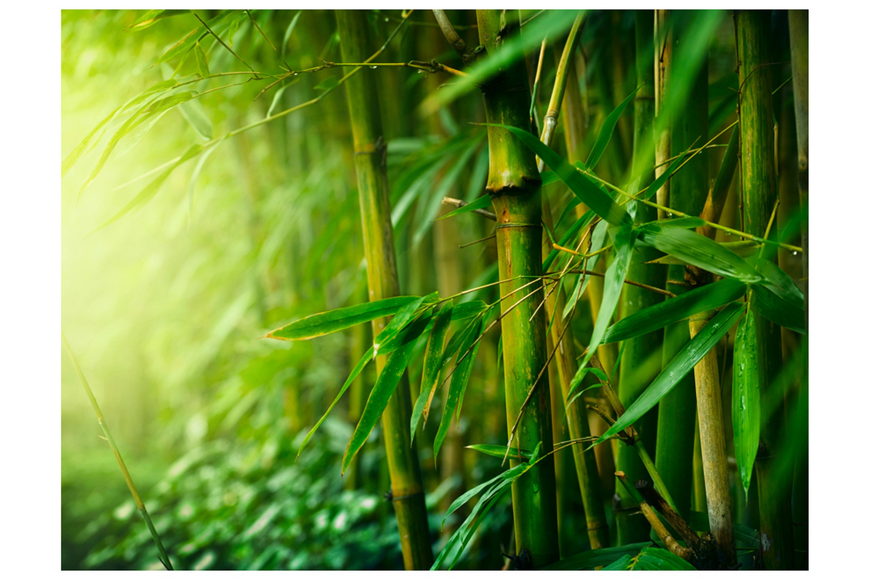 Fototapet Jungle Bamboo 350x270 - Artgeist sp. z o. o.