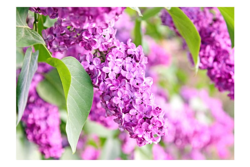 Fototapet Lilac Flowers 150x105 - Artgeist sp. z o. o. - Tapeter vardagsrum - Fototapet - Kökstapeter - Tapeter sovrum & sovrumstapet