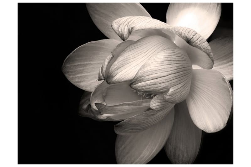 Fototapet Lotus Flower 300x231 - Artgeist sp. z o. o. - Tapeter vardagsrum - Tapeter sovrum & sovrumstapet - Kökstapeter - Fototapet
