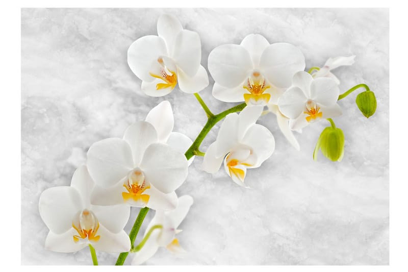 Fototapet Lyrical Orchid White 300x210 - Artgeist sp. z o. o. - Tapeter vardagsrum - Fototapet - Kökstapeter - Tapeter sovrum & sovrumstapet