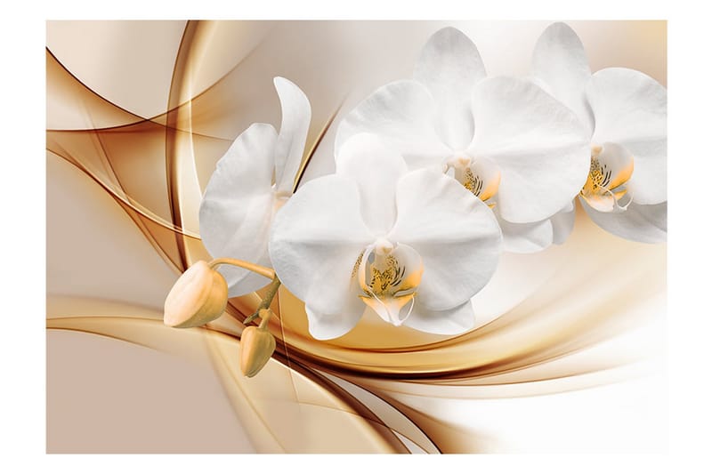 Fototapet Orchid Blossom 100x70 - Artgeist sp. z o. o. - Tapeter vardagsrum - Fototapet - Kökstapeter - Tapeter sovrum & sovrumstapet
