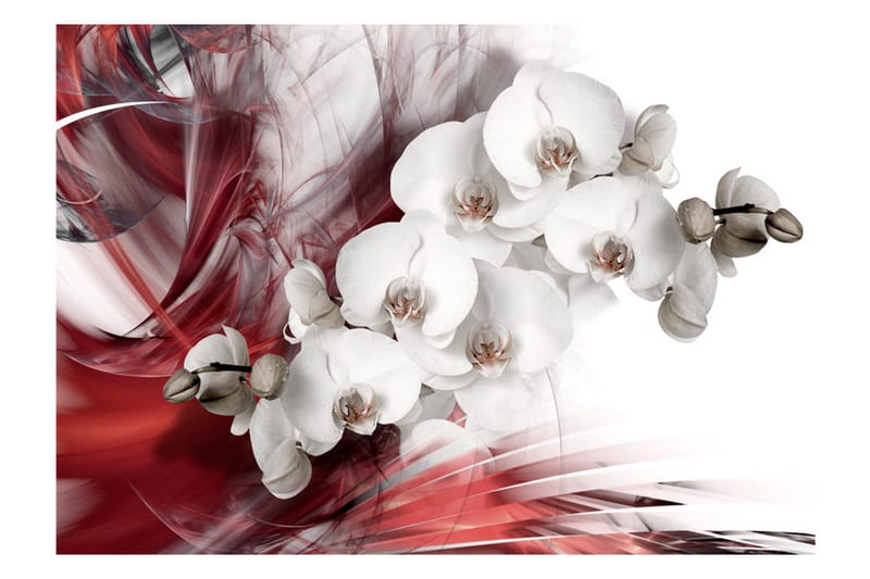 Fototapet Orchid In Red 250x175 - Artgeist sp. z o. o. - Tapeter vardagsrum - Fototapet - Kökstapeter - Tapeter sovrum & sovrumstapet