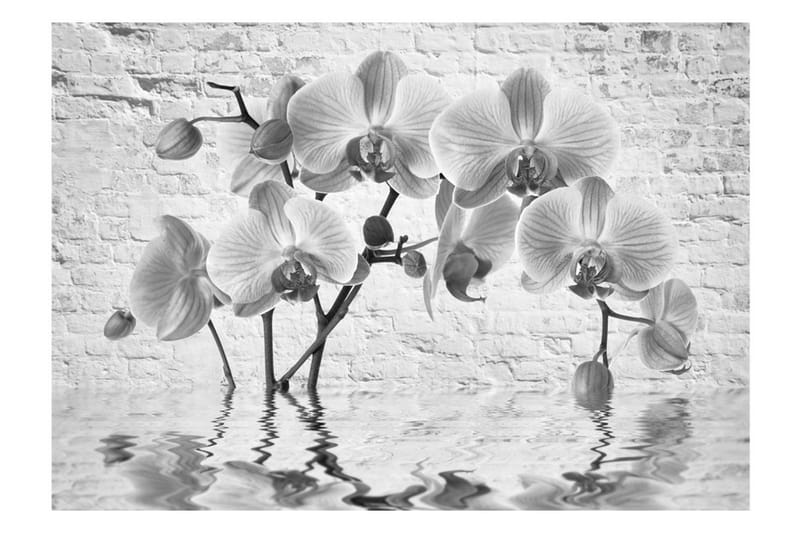 Fototapet Orchid In Shades Of Gray 200x140 - Artgeist sp. z o. o. - Tapeter vardagsrum - Fototapet - Kökstapeter - Tapeter sovrum & sovrumstapet