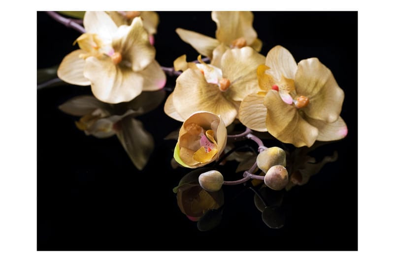 Fototapet Orchids In Ecru Color 300x231 - Artgeist sp. z o. o. - Tapeter vardagsrum - Fototapet - Kökstapeter - Tapeter sovrum & sovrumstapet