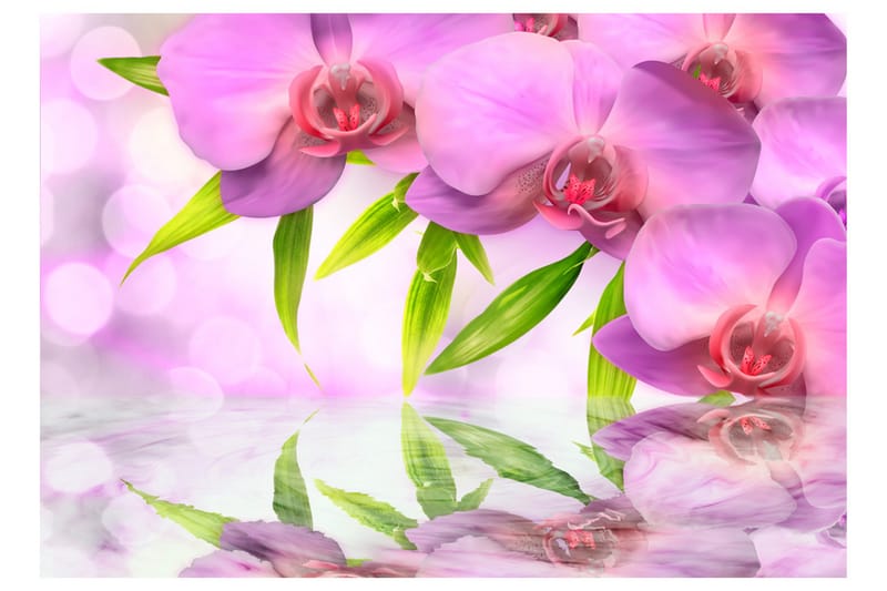 Fototapet Orchids In Lilac Colour 300x210 - Artgeist sp. z o. o. - Tapeter vardagsrum - Fototapet - Kökstapeter - Tapeter sovrum & sovrumstapet