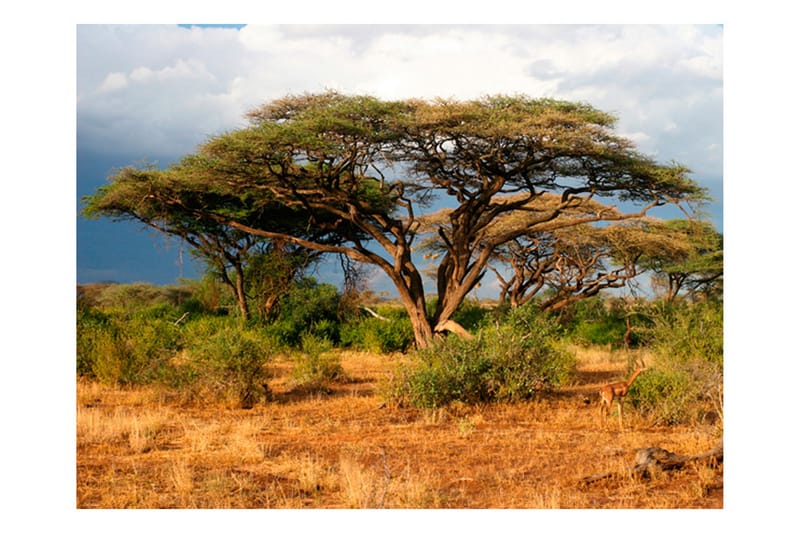 Fototapet Samburu National Reserve Kenya 200x154 - Artgeist sp. z o. o. - Tapeter vardagsrum - Fototapet - Kökstapeter - Tapeter sovrum & sovrumstapet