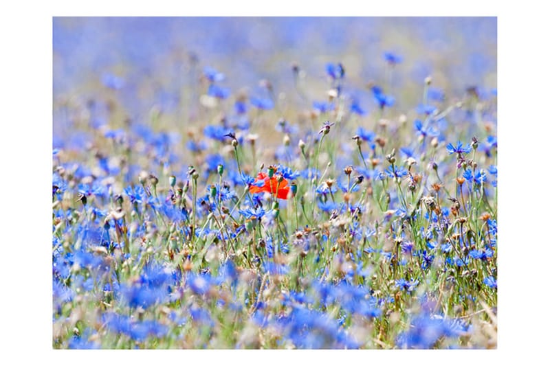 Fototapet Sky-Colored Meadow Cornflowers 200x154 - Artgeist sp. z o. o. - Tapeter vardagsrum - Fototapet - Kökstapeter - Tapeter sovrum & sovrumstapet
