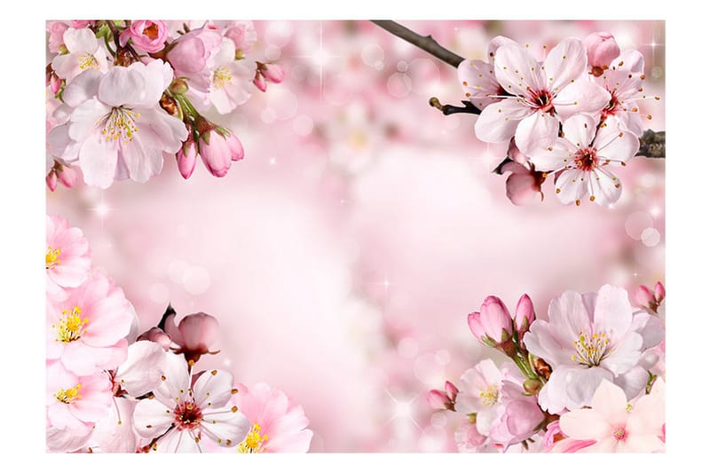 Fototapet Spring Cherry Blossom 300x210 - Artgeist sp. z o. o. - Tapeter vardagsrum - Fototapet - Kökstapeter - Tapeter sovrum & sovrumstapet