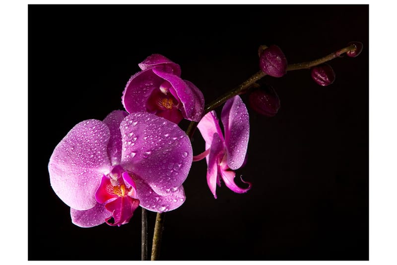 Fototapet Stylish Orchids 300x231 - Artgeist sp. z o. o. - Tapeter vardagsrum - Tapeter sovrum & sovrumstapet - Kökstapeter - Fototapet