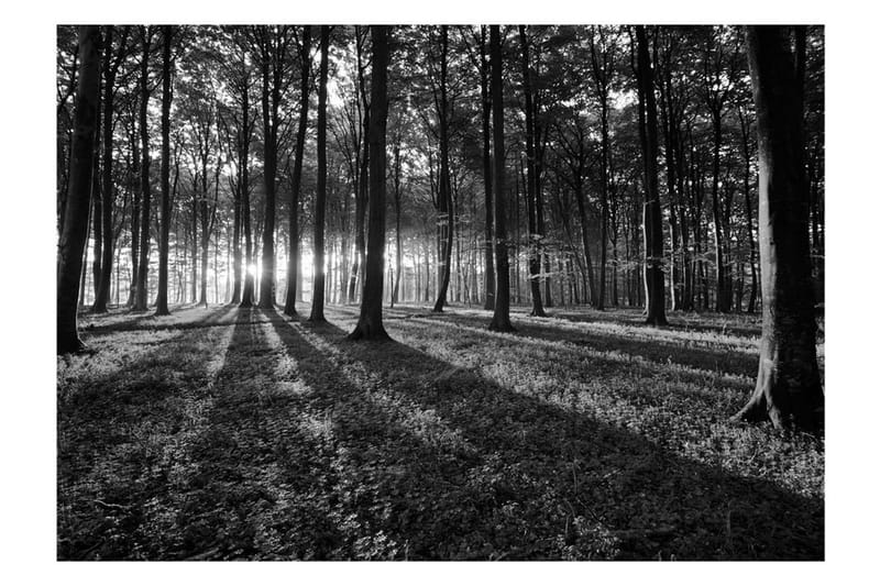 Fototapet The Light In The Forest 300x210 - Artgeist sp. z o. o. - Tapeter vardagsrum - Tapeter sovrum & sovrumstapet - Kökstapeter - Fototapet