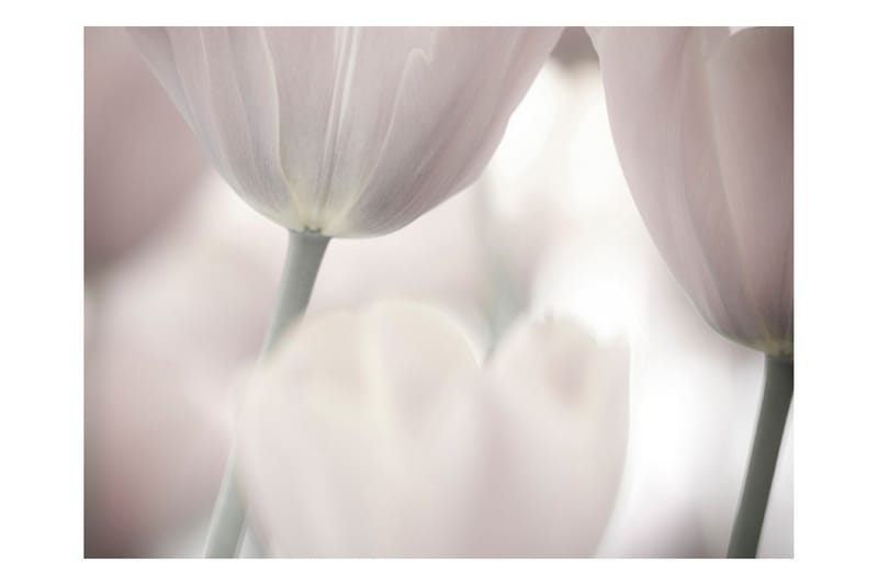 Fototapet Tulips Fine Art Black And White 200x154 - Artgeist sp. z o. o. - Tapeter vardagsrum - Fototapet - Kökstapeter - Tapeter sovrum & sovrumstapet