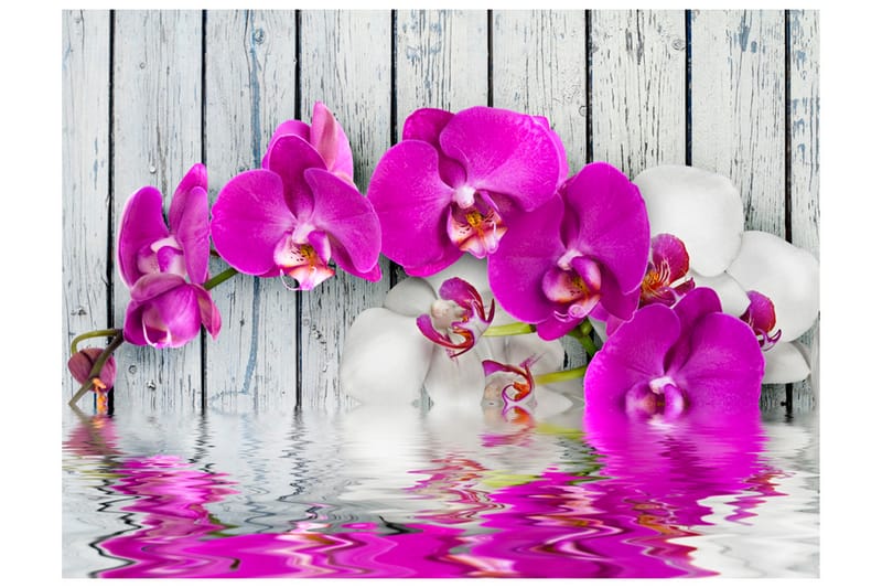 Fototapet Violet Orchids With Water Reflexion 250x193 - Artgeist sp. z o. o. - Tapeter vardagsrum - Fototapet - Kökstapeter - Tapeter sovrum & sovrumstapet