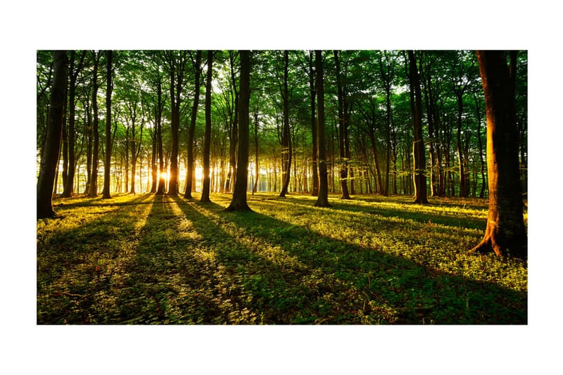 Fototapet XXL Mystical Morning II 500x280 - Artgeist sp. z o. o. - Tapeter vardagsrum - Tapeter sovrum & sovrumstapet - Kökstapeter - Fototapet Fototapet XXL Mystical Morning II 500x280 - Artgeist sp. z o. o. - Tapeter vardagsrum - Tapeter sovrum & sovrumstapet - Kökstapeter - Fototapet