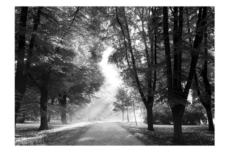 Fototapet Path Of Memories 150x105 - Artgeist sp. z o. o. - Tapeter vardagsrum - Fototapet - Kökstapeter - Tapeter sovrum & sovrumstapet