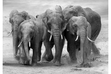 Canvas Elephant 70X100 Cm Grå 70X100 - Art Link - Inredning - Tavlor & posters - Canvastavla