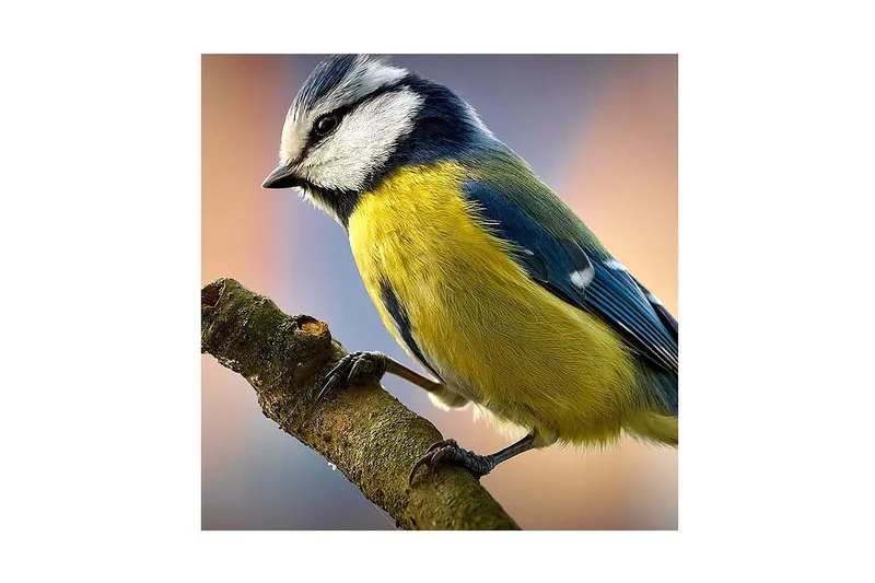 Canvastavla 45x45 cm - Blåmes på en gren - Blå / Gul / Vit - Inredning - Tavlor & posters - Canvastavla