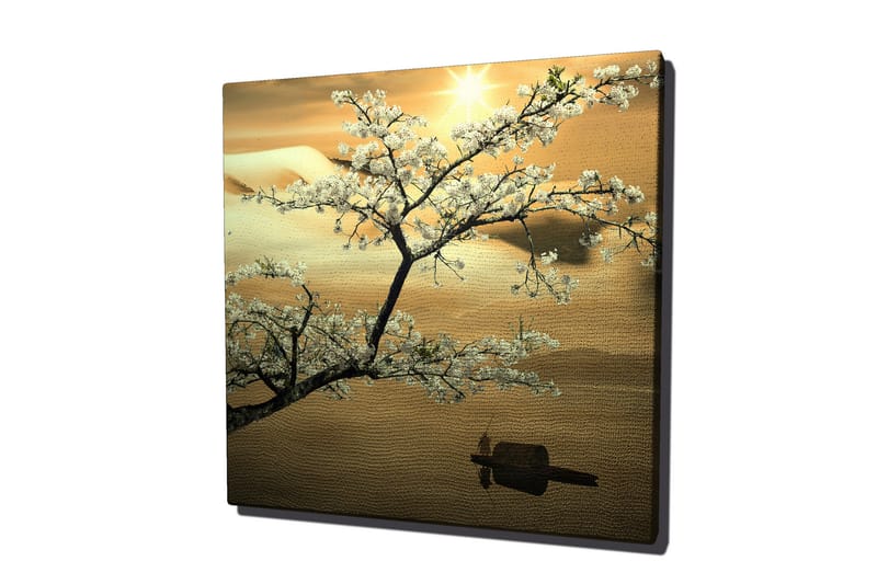 Canvastavla 45x45 cm - Blommande körsbärsträd vid solnedgången - Vit / Guld / Grön - Inredning - Tavlor & posters - Canvastavla