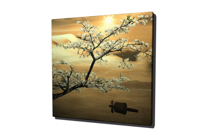 Canvastavla 45x45 cm - Blommande körsbärsträd vid solnedgången - Vit / Guld / Grön - Inredning - Tavlor & posters - Canvastavla