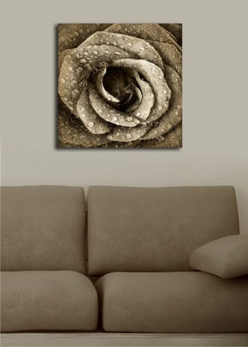 Canvastavla 45x45 cm - Detaljerad ros med vattendroppar - Grå / Beige - Inredning - Tavlor & posters - Canvastavla