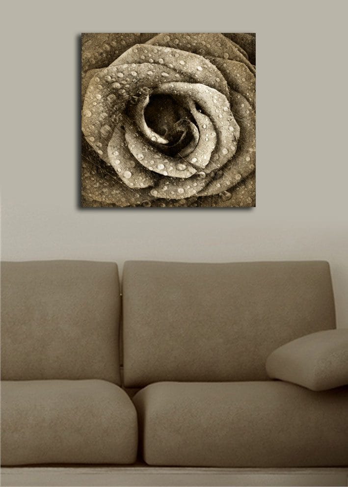 Canvastavla 45x45 cm - Detaljerad ros med vattendroppar - Grå / Beige - Inredning - Tavlor & posters - Canvastavla